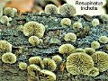 Resupinatus trichotis-amf2136-3